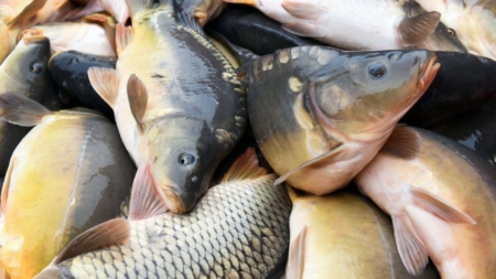 Fishmongers Commit to Stable Prices for the Festive Season