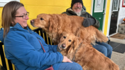 Family Plans to Adopt One Golden Retriever, Then They Find His Sibling