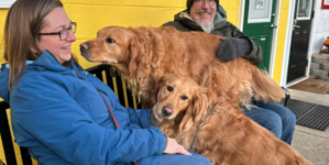 Family Plans to Adopt One Golden Retriever, Then They Find His Sibling