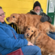 Family Plans to Adopt One Golden Retriever, Then They Find His Sibling