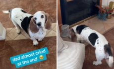 Hearts Melt at What Turns 13-Year-Old Basset Hound Into ‘a Puppy Again’