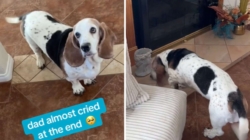 Hearts Melt at What Turns 13-Year-Old Basset Hound Into ‘a Puppy Again’