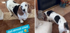 Hearts Melt at What Turns 13-Year-Old Basset Hound Into ‘a Puppy Again’