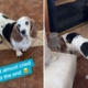 Hearts Melt at What Turns 13-Year-Old Basset Hound Into ‘a Puppy Again’