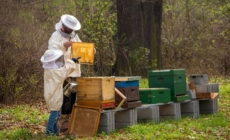 Award-winning Hungarian Development Helps Beekeepers