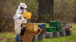 Award-winning Hungarian Development Helps Beekeepers