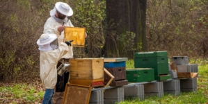 Award-winning Hungarian Development Helps Beekeepers