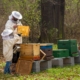 Award-winning Hungarian Development Helps Beekeepers