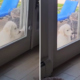 Dog Who Rings Doorbell, Patiently Waits To Be Let In Wins Pet of the Week