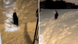 Indoor Cat Quickly Realizes Outside Is No Place for Him: ‘Bad Idea’