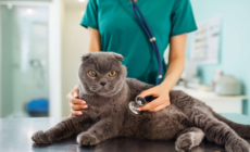 Cat Owner Spends $200 at Vet, Unprepared for Diagnosis