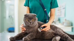 Cat Owner Spends $200 at Vet, Unprepared for Diagnosis