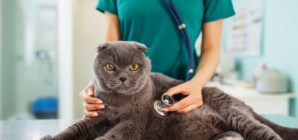 Cat Owner Spends $200 at Vet, Unprepared for Diagnosis