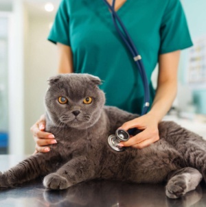 Cat Owner Spends $200 at Vet, Unprepared for Diagnosis