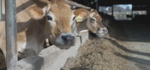 Dairy farmers struggle to cover expenses as American appetites change