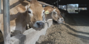 Dairy farmers struggle to cover expenses as American appetites change