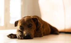 Tears as Rescue Dog Who Was Abandoned by Family Reacts to Owner Moving