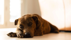 Tears as Rescue Dog Who Was Abandoned by Family Reacts to Owner Moving