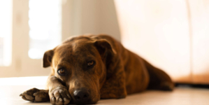 Tears as Rescue Dog Who Was Abandoned by Family Reacts to Owner Moving