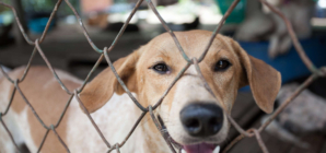 Hearts Break Over How Shelter’s Longest-Resident Dog Greets Everyone