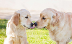 Pair of Golden Retriever ‘Best Friends’ Greeting Each Other Melts Hearts