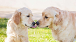 Pair of Golden Retriever ‘Best Friends’ Greeting Each Other Melts Hearts