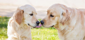 Pair of Golden Retriever ‘Best Friends’ Greeting Each Other Melts Hearts