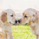 Pair of Golden Retriever ‘Best Friends’ Greeting Each Other Melts Hearts