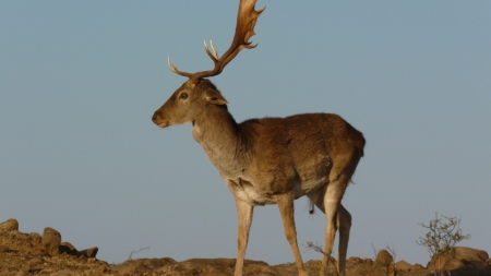 New Fallow Deer Trophy Record Set in Western Hungary