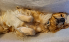 Hysterics at Golden Retriever’s Dramatic Choice of Nap Spot in Mall