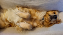 Hysterics at Golden Retriever’s Dramatic Choice of Nap Spot in Mall