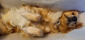 Hysterics at Golden Retriever’s Dramatic Choice of Nap Spot in Mall