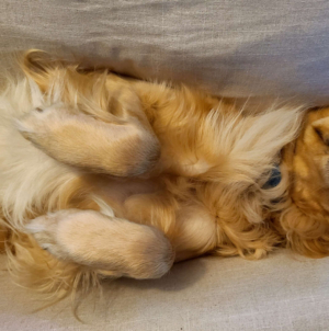 Hysterics at Golden Retriever’s Dramatic Choice of Nap Spot in Mall