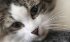 Pet Food Brand Recalled For Bird Flu Contamination After House Cat Dies