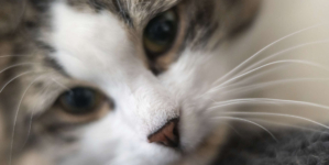 Pet Food Brand Recalled For Bird Flu Contamination After House Cat Dies