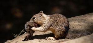 California squirrels are hunting and eating voles, UC Davis study says