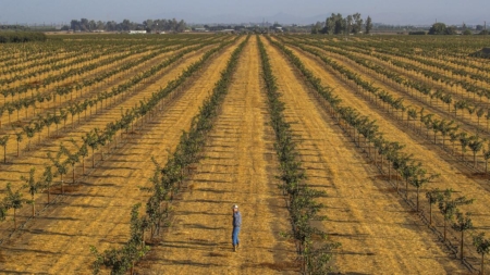 A trade war could hit California agriculture hard, study says