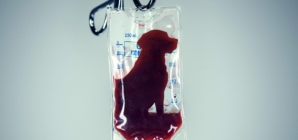 ‘A necessary evil’: The captive dogs whose blood saves lives