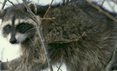 Raccoon sneaks into home and attacks infant in Idaho