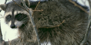 Raccoon sneaks into home and attacks infant in Idaho