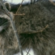 Raccoon sneaks into home and attacks infant in Idaho