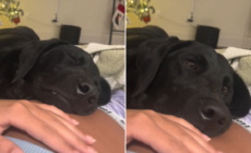 Puppy Has Magical Reaction to Feeling Owner’s Baby Kick for First Time