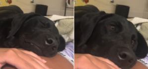 Puppy Has Magical Reaction to Feeling Owner’s Baby Kick for First Time