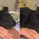 Puppy Has Magical Reaction to Feeling Owner’s Baby Kick for First Time