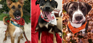 The Longest Serving Shelter Dogs Who Still Need Homes This Holiday Season