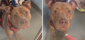 Reason Dog Was Returned to Shelter Breaks Hearts: ‘Please Don’t Leave Me’