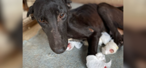 Dog Found With All 4 Paws and Ears Cut Off Transformed ‘Against All Odds’