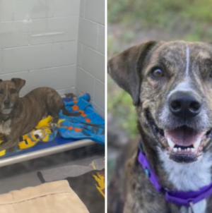 Face of Shelter Dog Spending His Fourth Christmas Alone Breaks Hearts