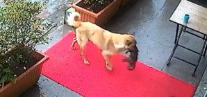 Mother dog carries her barely alive puppy to veterinary surgery