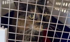 Mittens the cat’s owner describes feline frequent flyer’s ordeal